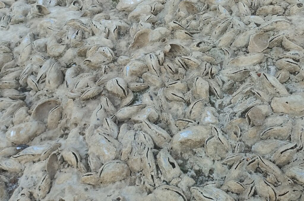 Seca no Acre revela recifes de ostra da água doce e um habitat aquático inédito