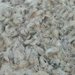 Seca no Acre revela recifes de ostra da água doce e um habitat aquático inédito