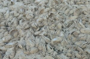 Seca no Acre revela recifes de ostra da água doce e um habitat aquático inédito