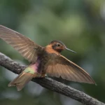 Uma floresta ancestral no Equador é a última linha de defesa para um pequeno beija-flor à beira da extinção