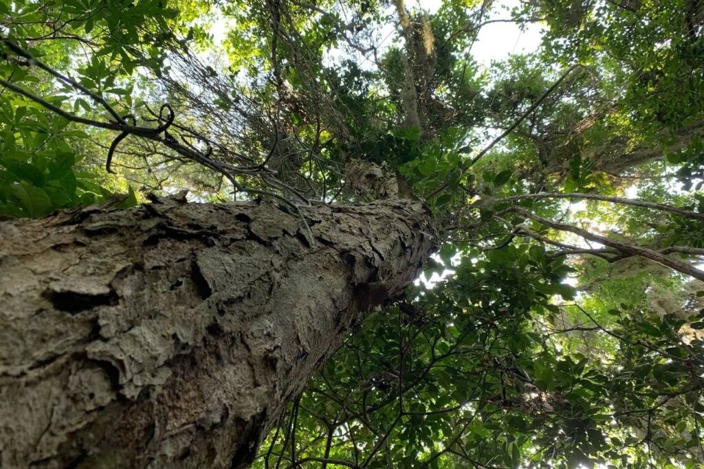 Você sabe qual foi a primeira lei ambiental do Brasil?
