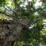 Você sabe qual foi a primeira lei ambiental do Brasil?