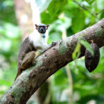 Áreas para a conservação do sauim-de-coleira, símbolo de Manaus – 2: área do estudo e preparação dos dados