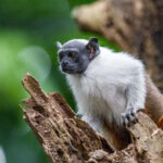 Áreas para a conservação do sauim-de-coleira, símbolo de Manaus – 4: resultados do estudo