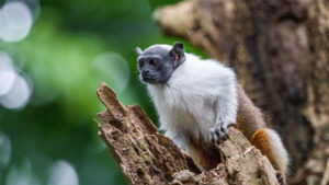 Áreas para a conservação do sauim-de-coleira, símbolo de Manaus – 4: resultados do estudo