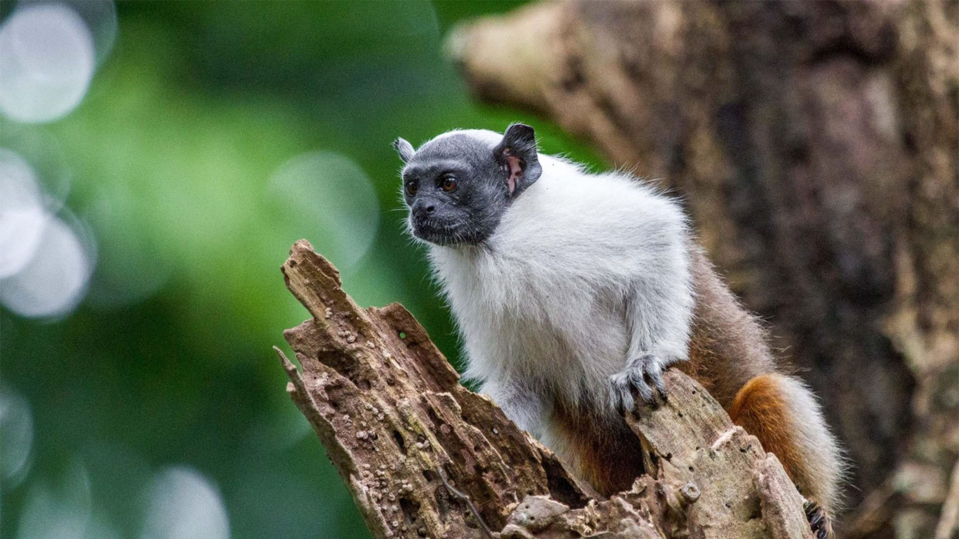 Áreas para a conservação do sauim-de-coleira, símbolo de Manaus – 4: resultados do estudo
