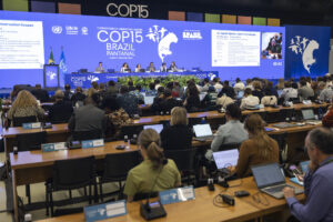 Ameaçado globalmente, tubarão-azul ganha maior proteção no Brasil