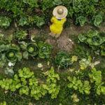 Ano Internacional da Agricultora 2026: uma agenda para a América Latina e o Caribe