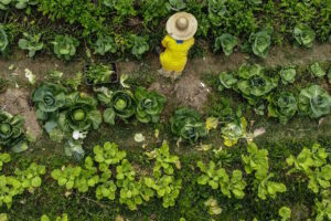 Ano Internacional da Agricultora 2026: uma agenda para a América Latina e o Caribe