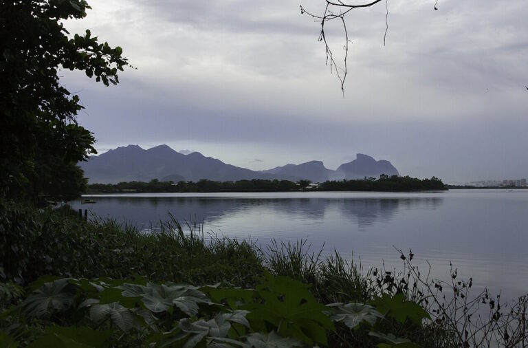 Após pressão, prefeitura do Rio veta licença para derrubada de 900 árvores na Barra da Tijuca