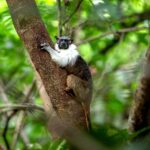 Áreas para a conservação do sauim-de-coleira, símbolo de Manaus – 1: introdução ao estudo