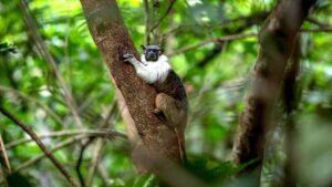 Áreas para a conservação do sauim-de-coleira, símbolo de Manaus – 1: introdução ao estudo
