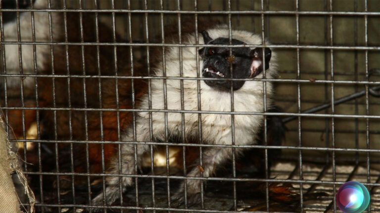 Áreas para a conservação do sauim-de-coleira, símbolo de Manaus – 3: quantificação das ameaças