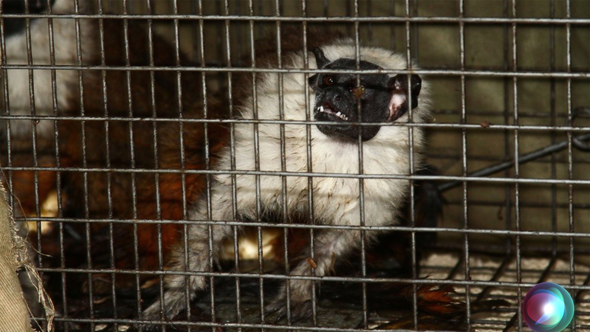 Áreas para a conservação do sauim-de-coleira, símbolo de Manaus – 3: quantificação das ameaças