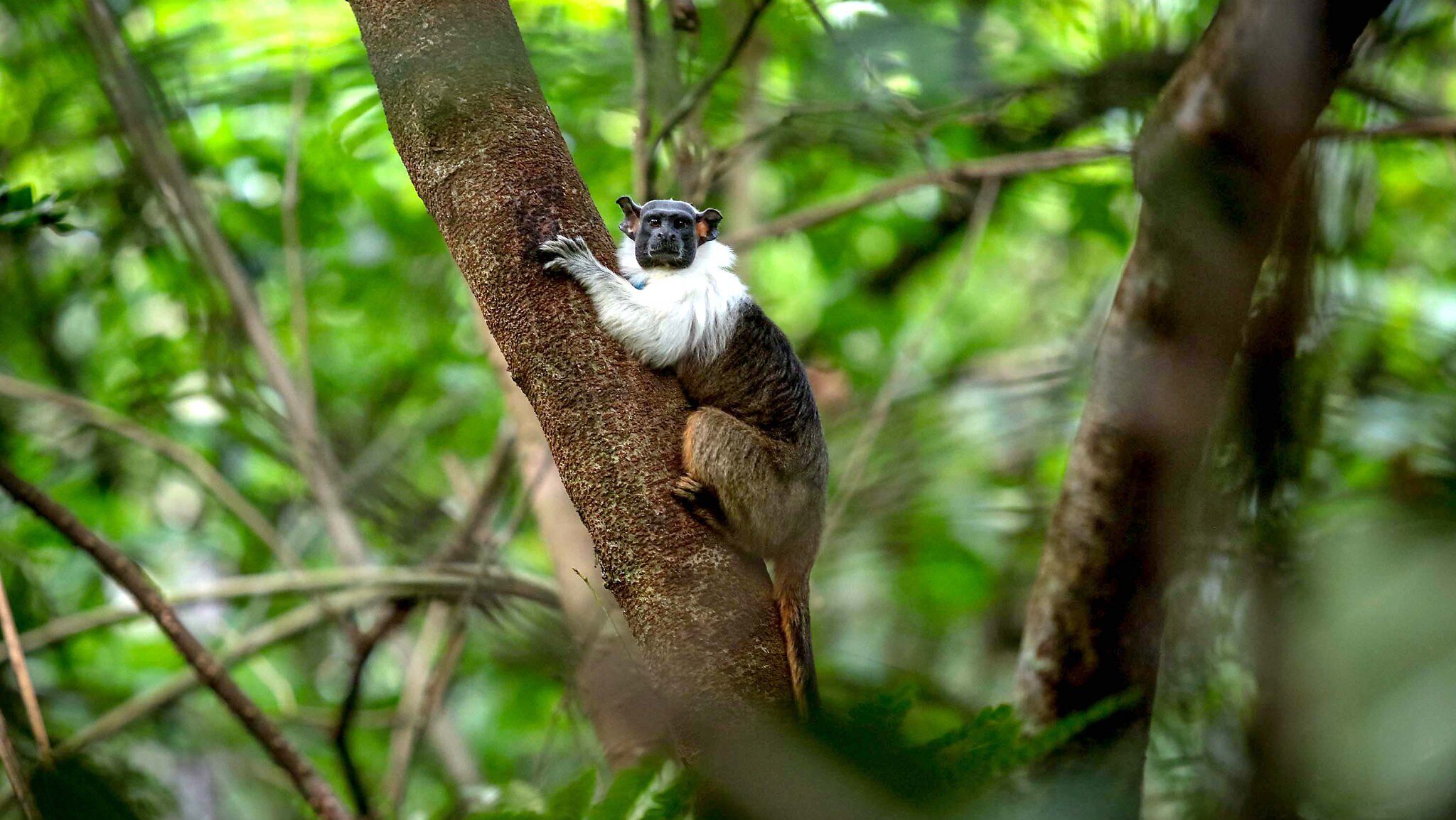 Áreas para a conservação do sauim-de-coleira, símbolo de Manaus – 1: introdução ao estudo