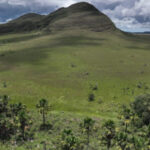 Áreas úmidas do Cerrado armazenam mais carbono que florestas na Amazônia