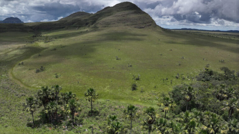 Áreas úmidas do Cerrado armazenam mais carbono que florestas na Amazônia
