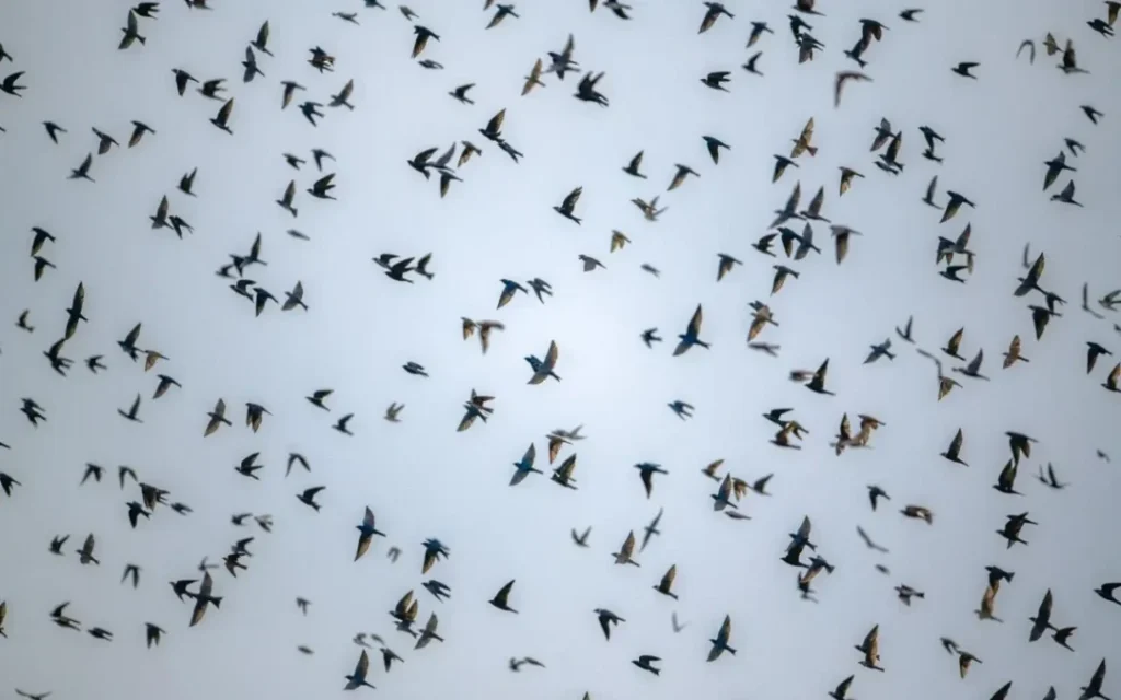 Aves migratórias mudam rotina e estimulam novos estudos na Amazônia