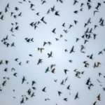 Aves migratórias mudam rotina e estimulam novos estudos na Amazônia
