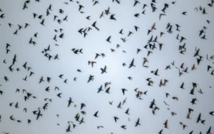 Aves migratórias mudam rotina e estimulam novos estudos na Amazônia