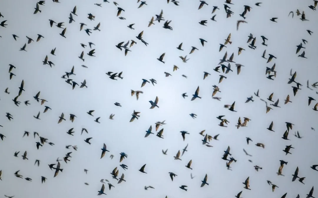 Aves migratórias mudam rotina e estimulam novos estudos na Amazônia