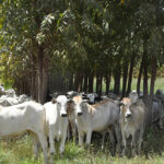 Brasil tem potencial para reduzir 28% das emissões de metano