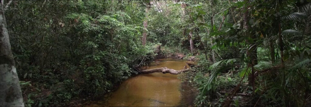 Cadeia alimentar dos igarapés da Amazônia é prejudicada pelo desmatamento