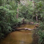 Cadeia alimentar dos igarapés da Amazônia é prejudicada pelo desmatamento