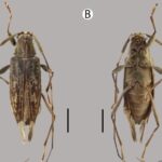 Cientistas descobrem 9 espécies de besouros na Amazônia peruana