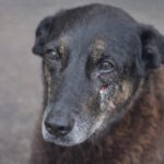 Em homenagem ao cão Orelha, governo aumenta multa para quem maltrata animais