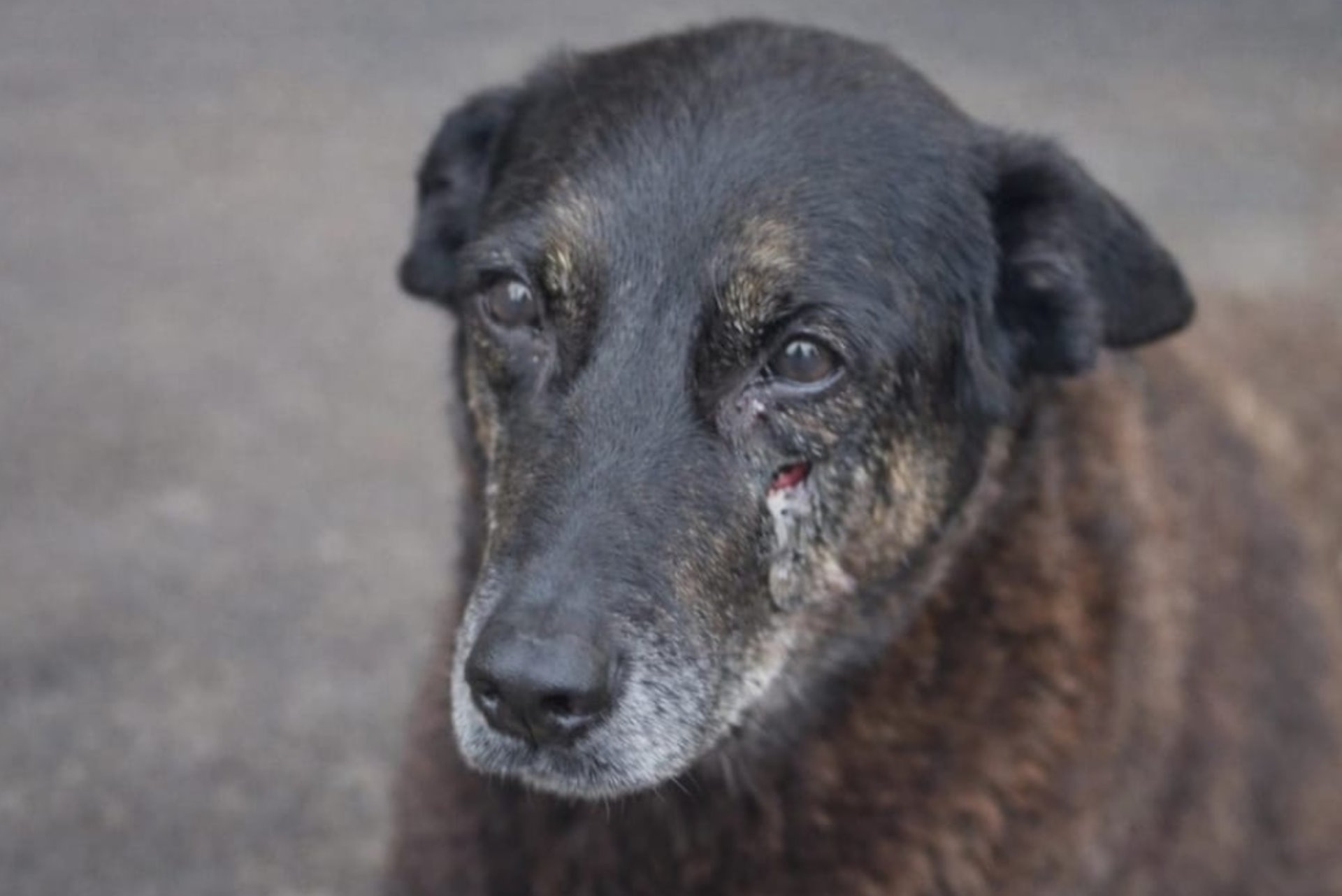Em homenagem ao cão Orelha, governo aumenta multa para quem maltrata animais