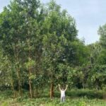 Fertilização com ‘terra preta da Amazônia’ aumenta diâmetro de árvores