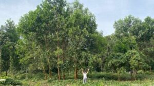 Fertilização com ‘terra preta da Amazônia’ aumenta diâmetro de árvores