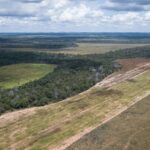 Fim da Moratória da Soja pode colocar 13 milhões de hectares de floresta em risco
