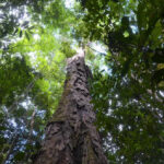 Gigantes do tempo: árvores centenárias sustentam equilíbrio e clima da Amazônia