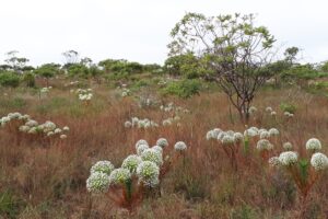 IBGE lança atualização do Mapa de Regiões Fitoecológicas do Brasil