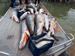 Ibama libera abate de pirarucu fora da Amazônia e classifica espécie como invasora