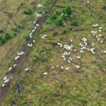 Ipaam embarga 220 hectares e aplica R$ 1,7 milhão em multas no sul do AM