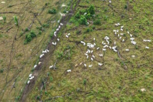 Ipaam embarga 220 hectares e aplica R$ 1,7 milhão em multas no sul do AM