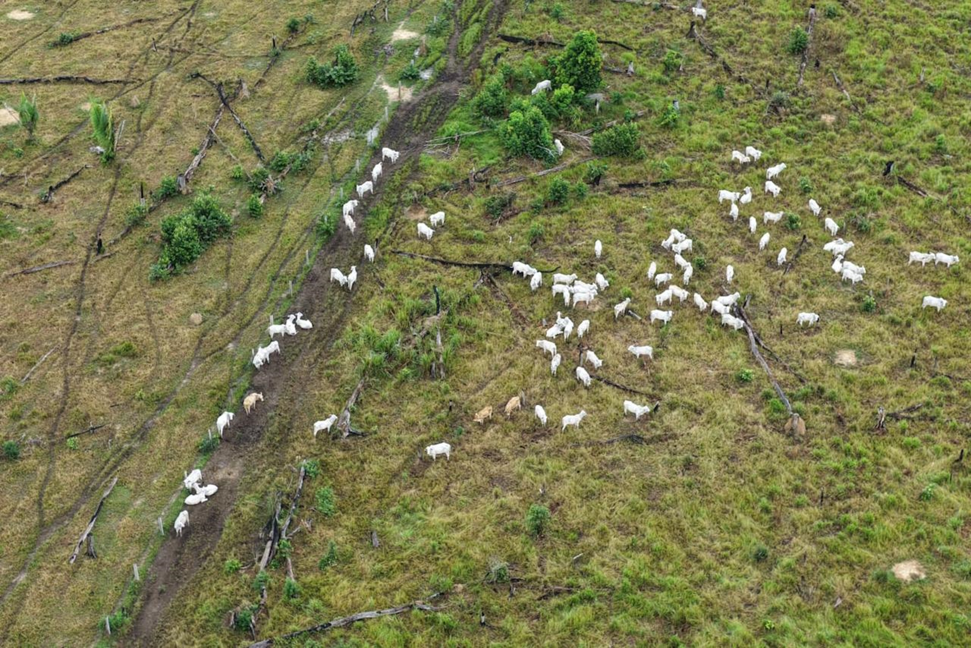 Ipaam embarga 220 hectares e aplica R$ 1,7 milhão em multas no sul do AM