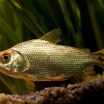 Jaraqui é reconhecido como patrimônio cultural do Amazonas