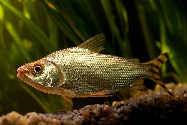 Jaraqui é reconhecido como patrimônio cultural do Amazonas