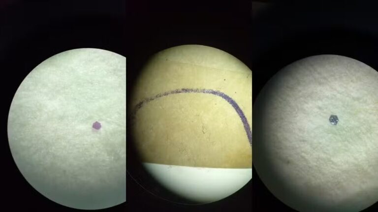 Microplásticos são identificados em peixes de parque no AP