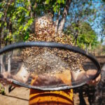 Mulheres são a força estratégica da restauração florestal brasileira