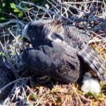 Nascimento de filhote de harpia em reserva da Bahia é comemorado pela Ciência