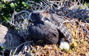 Nascimento de filhote de harpia em reserva da Bahia é comemorado pela Ciência