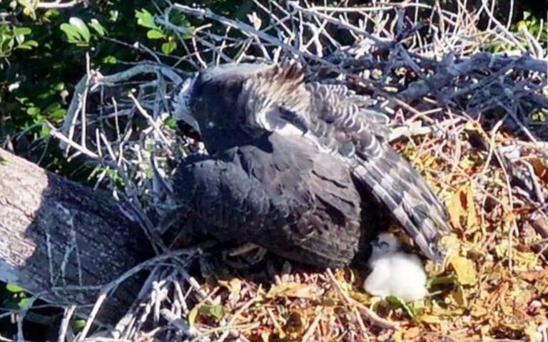 Nascimento de filhote de harpia em reserva da Bahia é comemorado pela Ciência