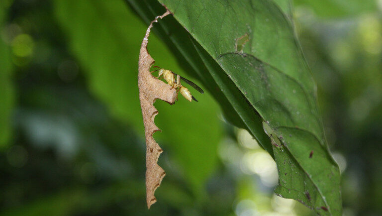 Ninho de vespa raro em registros científicos é encontrado no PA