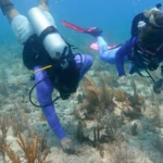 O impacto da poluição por combustíveis fósseis nos oceanos traz custos enormes