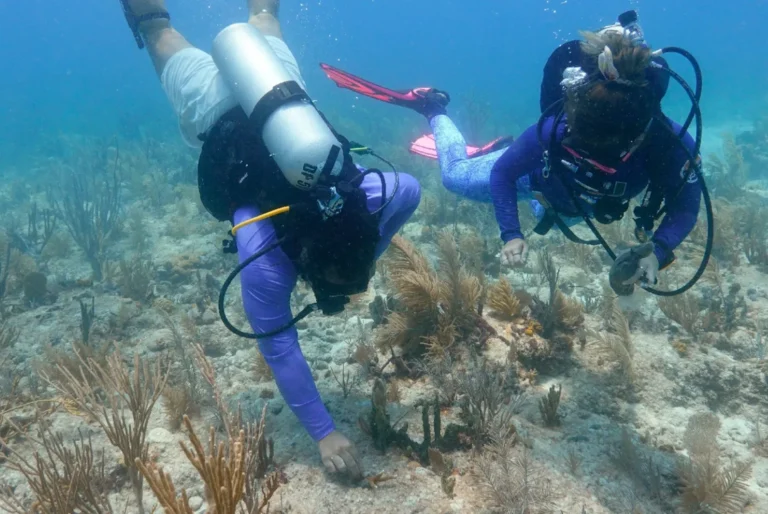 O impacto da poluição por combustíveis fósseis nos oceanos traz custos enormes